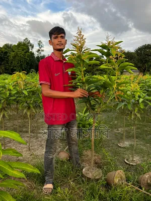বারোমাসি ৩ টি আমের প্যাকেজ