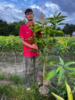 বারোমাসি ৩ টি আমের প্যাকেজ