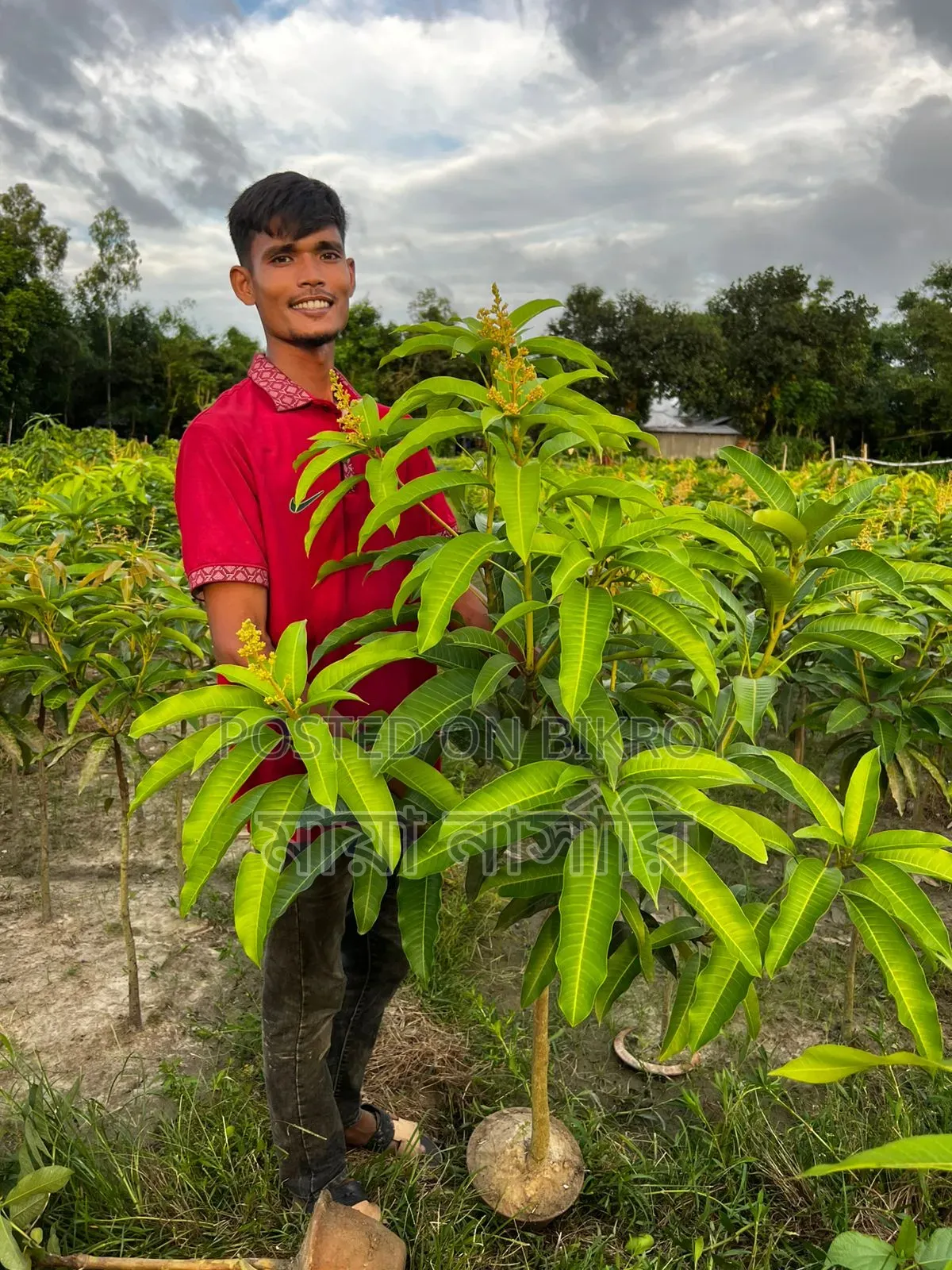 বারোমাসি ৩ টি আমের প্যাকেজ
