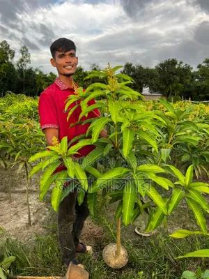 বারোমাসি ৩ টি আমের প্যাকেজ