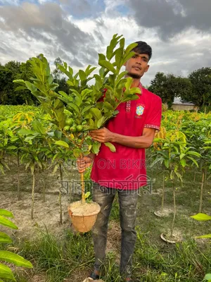 বারোমাসি ৩ টি আমের প্যাকেজ