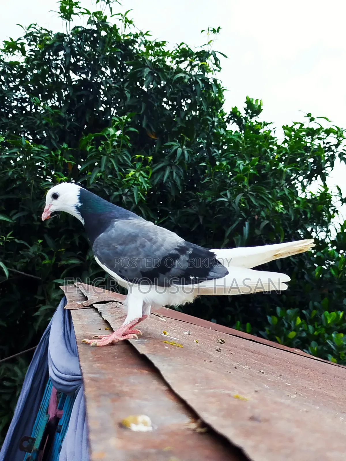 সবজি গররা + কালো গররা জোরা বাচ্চা