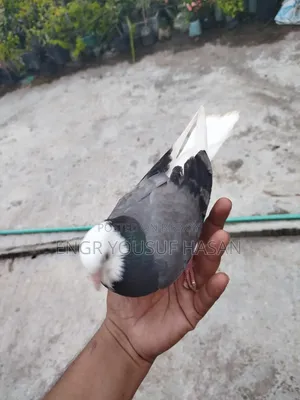 সবজি গররা + কালো গররা জোরা বাচ্চা