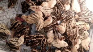 Quail Bird