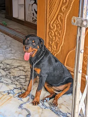 ৬-১২ মাসের মহিলা মিক্সড ব্রিড রটওয়েলার