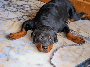 6-12 Months Female Mixed Breed Rottweiler