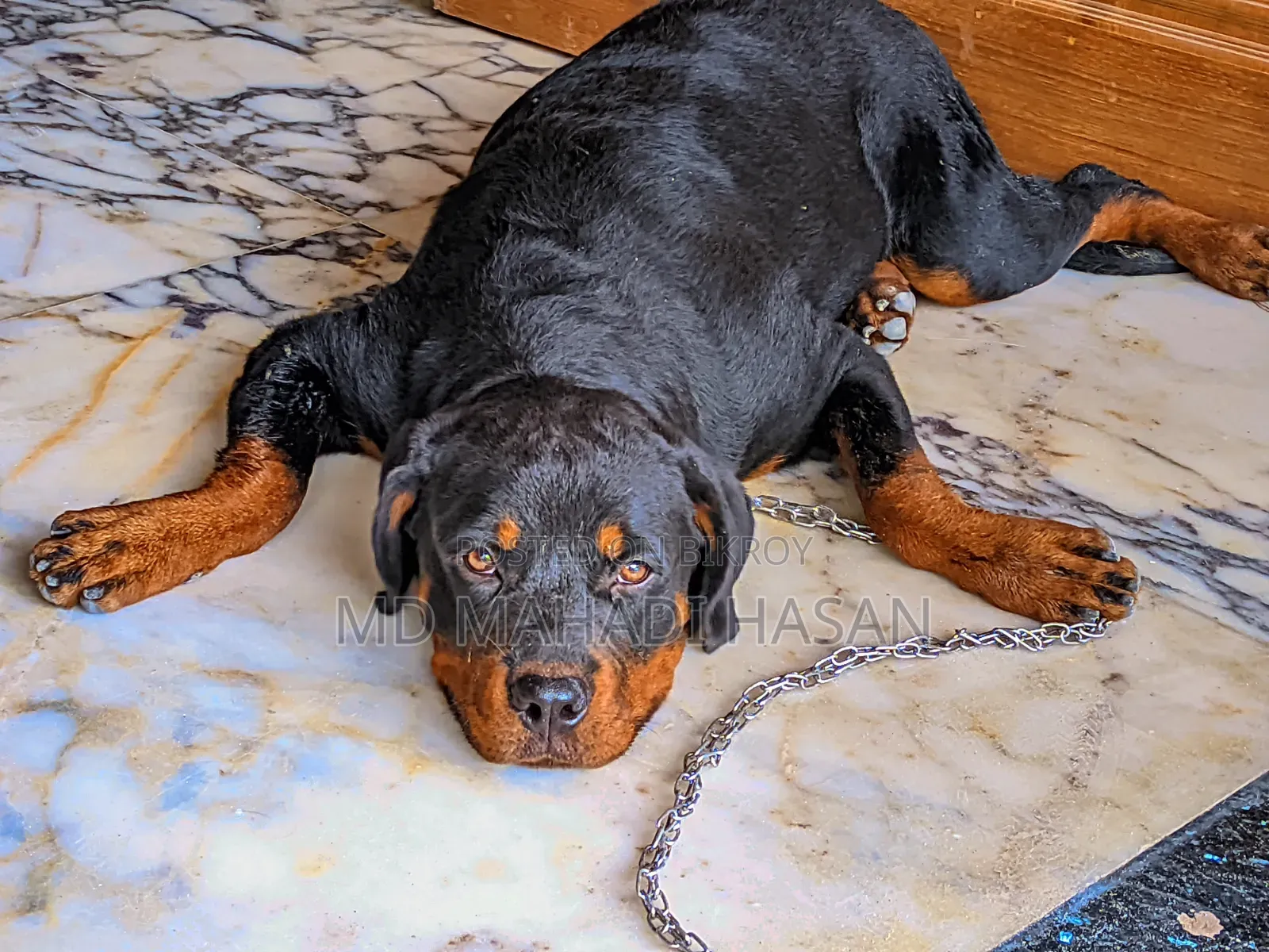 6-12 Months Female Mixed Breed Rottweiler