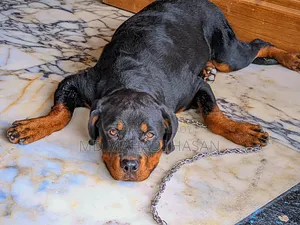 6-12 Months Female Mixed Breed Rottweiler