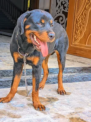 6-12 Months Female Mixed Breed Rottweiler