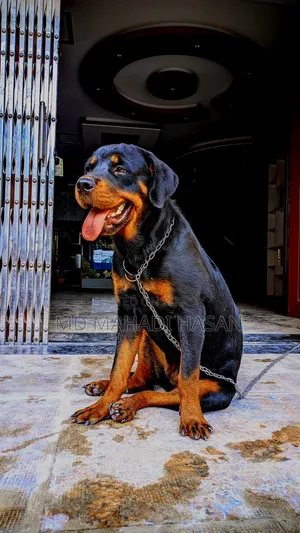 6-12 Months Female Mixed Breed Rottweiler