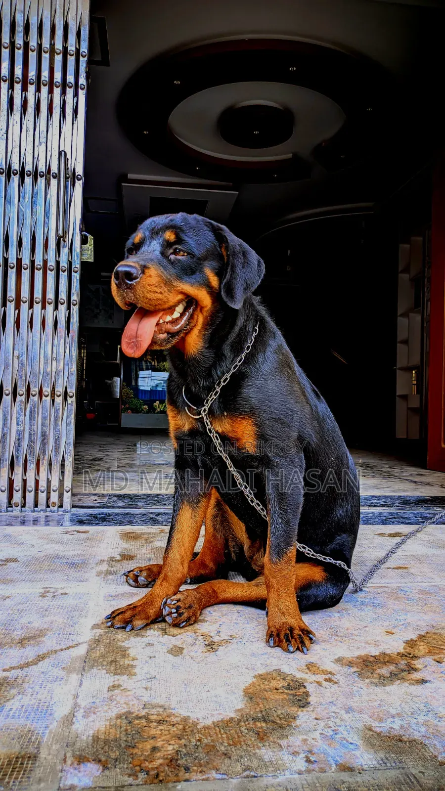 6-12 Months Female Mixed Breed Rottweiler