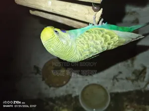 ২ জোড়া এডাল্ট বাজিকর সেল।