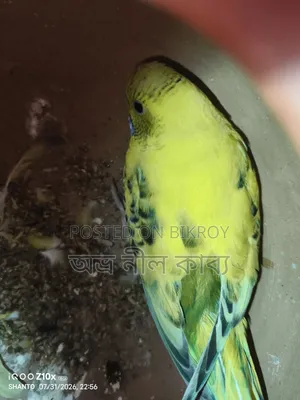 ২ জোড়া এডাল্ট বাজিকর সেল।