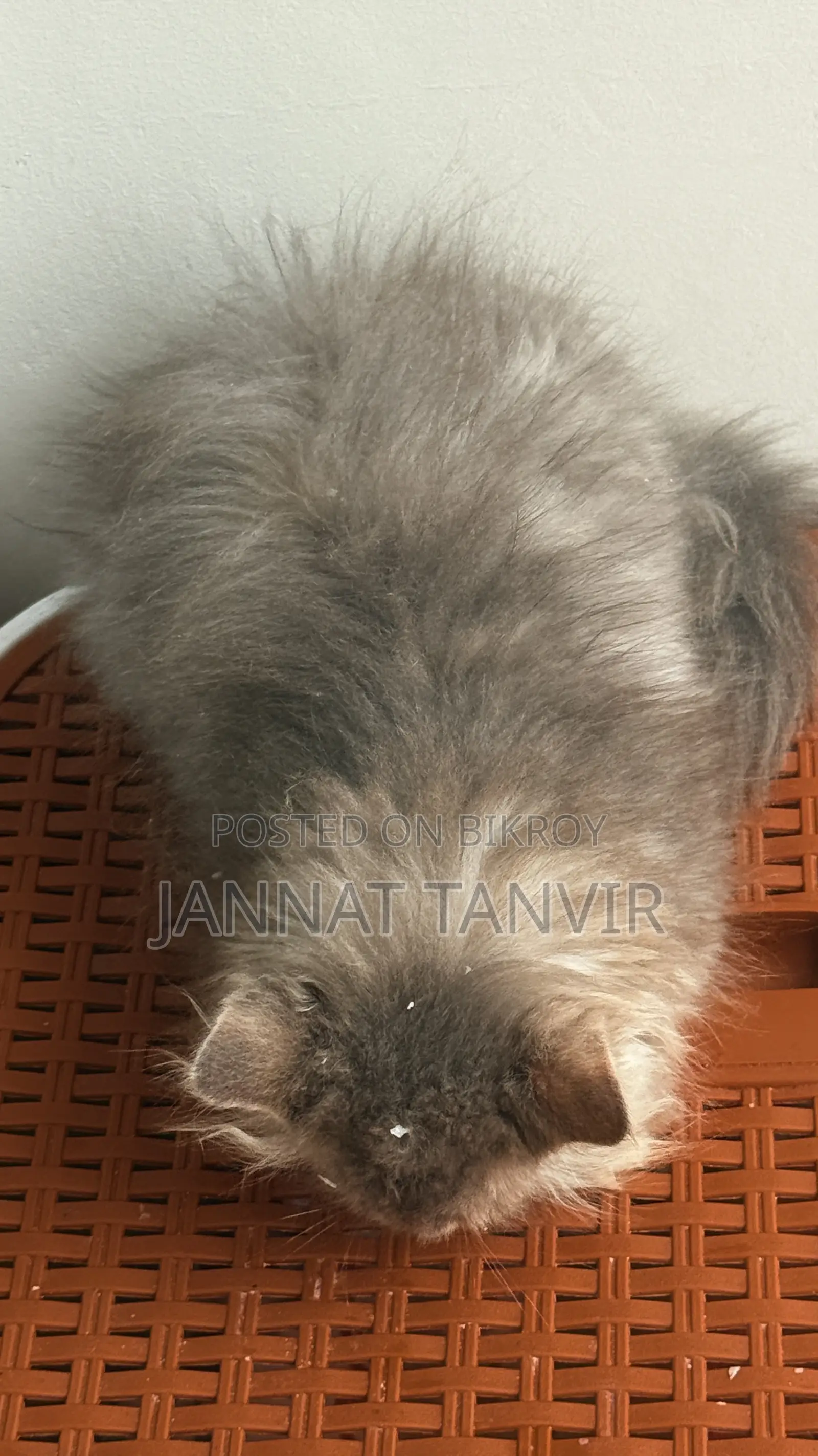1-3 months Female Purebred Persian