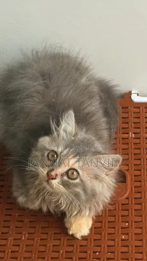 1-3 months Female Purebred Persian