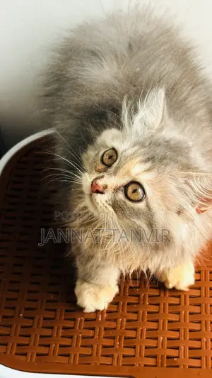 1-3 months Female Purebred Persian