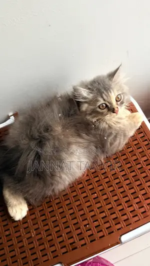 1-3 months Female Purebred Persian