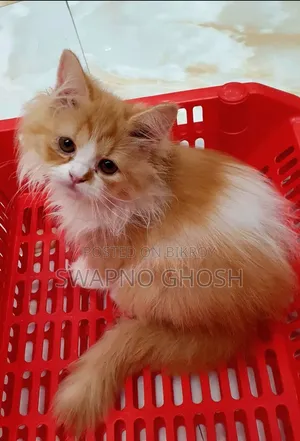 1-3 months Female Purebred Ragamuffin