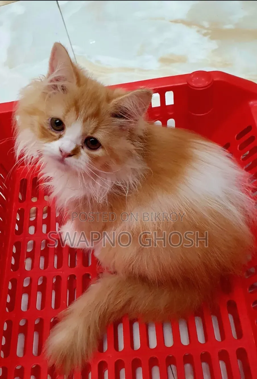 1-3 months Female Purebred Ragamuffin