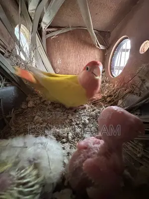 বাচ্চাসহ লাভবার্ড