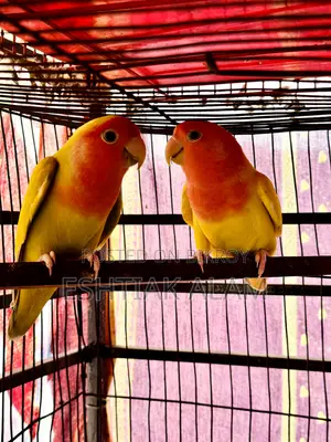 বাচ্চাসহ লাভবার্ড