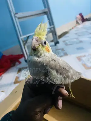 টেম চাইজ বেবি বিক্রি হবে