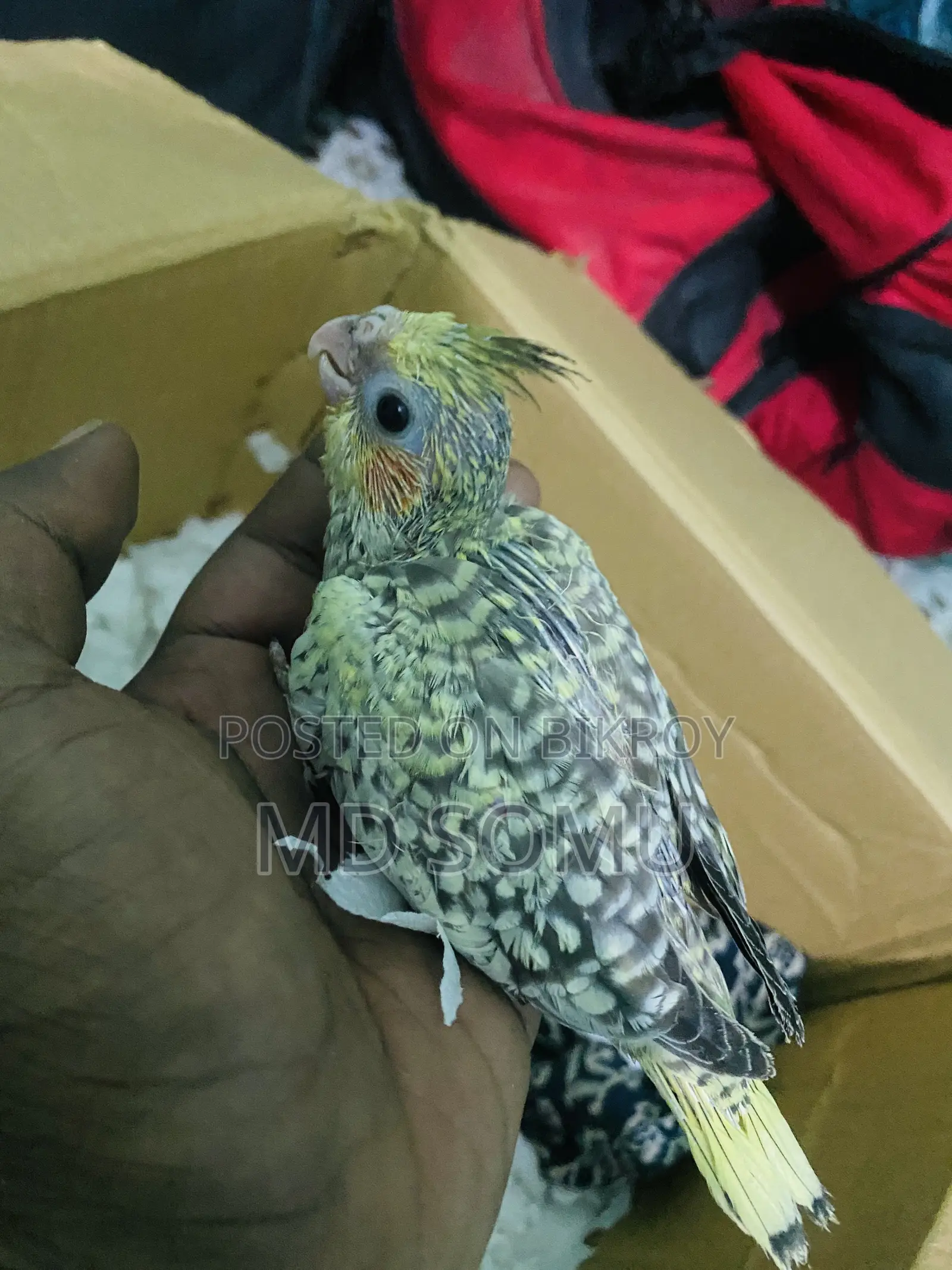 টেম চাইজ বেবি বিক্রি হবে