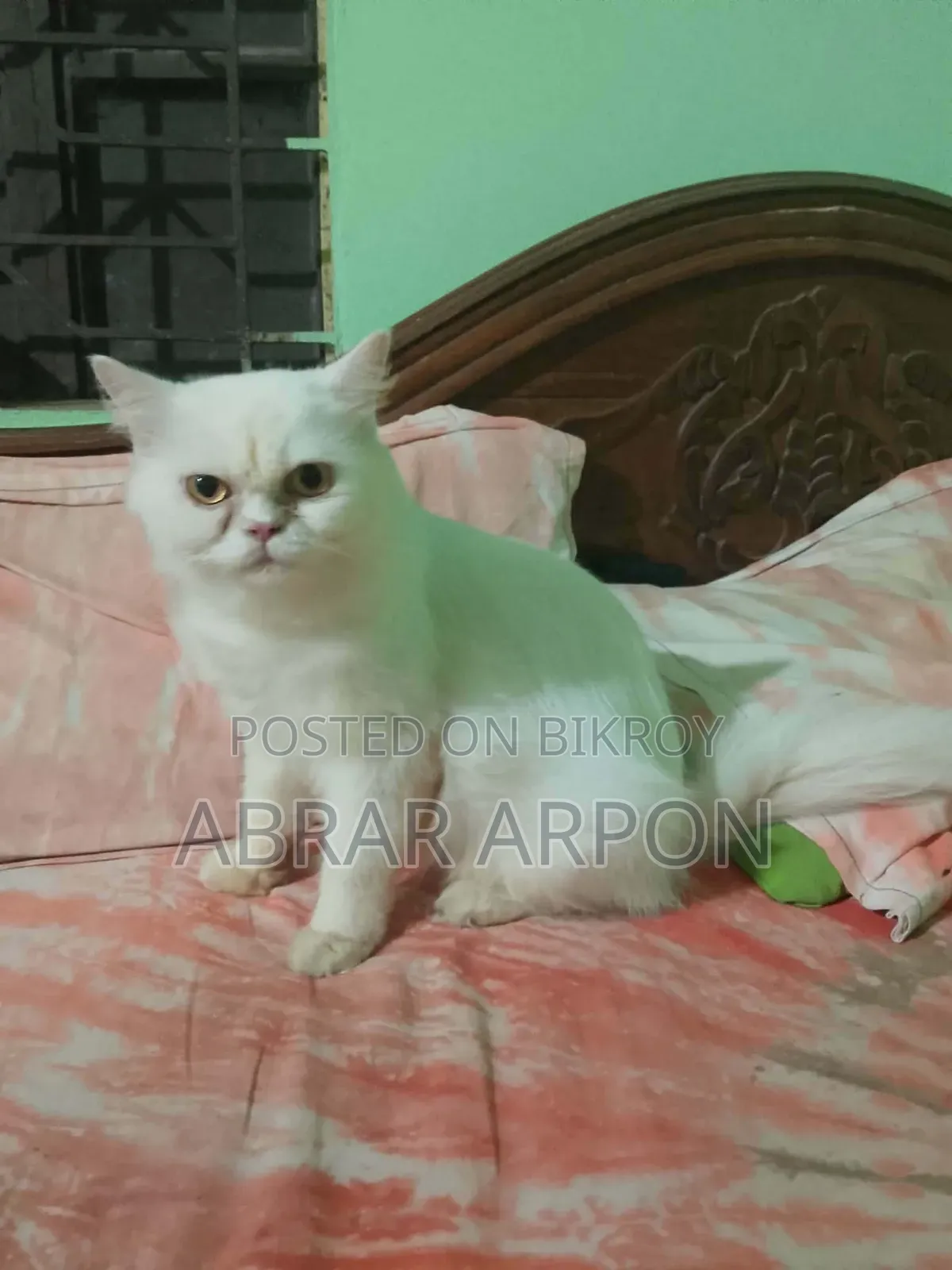 6-12 months Female Purebred Persian