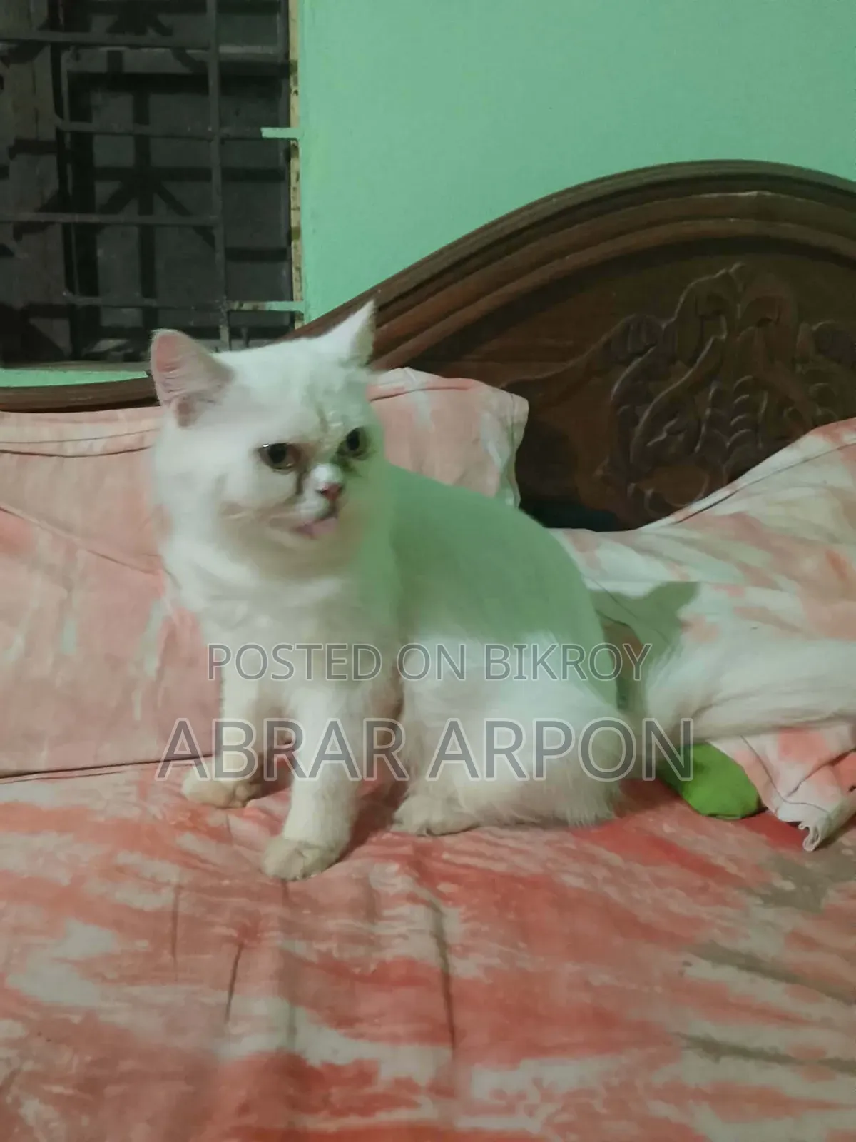 6-12 months Female Purebred Persian