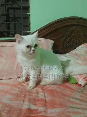 6-12 months Female Purebred Persian