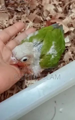 পাখির পা ছড়িয়ে যাওয়ার সমস্যা আছে কিন্তু বাকি সব ঠিক আছে