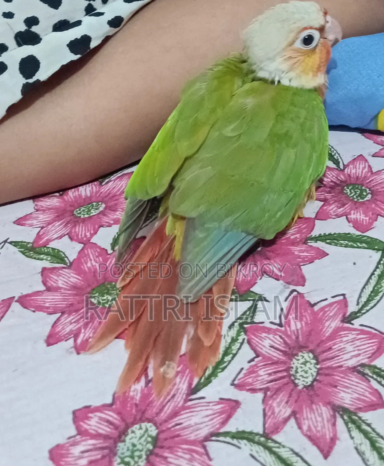 পাখির পা ছড়িয়ে যাওয়ার সমস্যা আছে কিন্তু বাকি সব ঠিক আছে