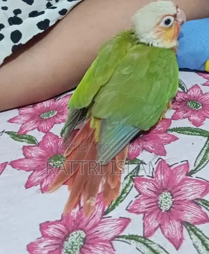 পাখির পা ছড়িয়ে যাওয়ার সমস্যা আছে কিন্তু বাকি সব ঠিক আছে