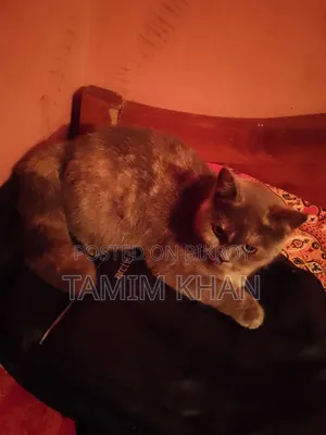 6-12 months Female Purebred British Shorthair