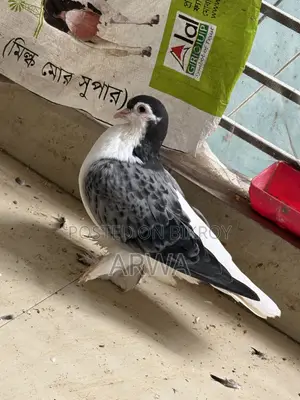 Lahori Siraji