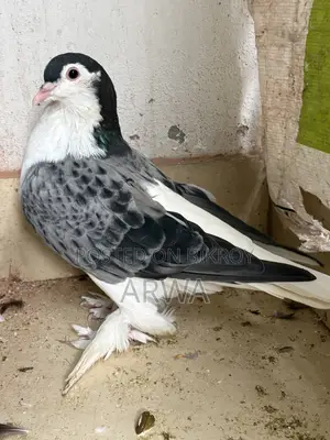 Lahori Siraji