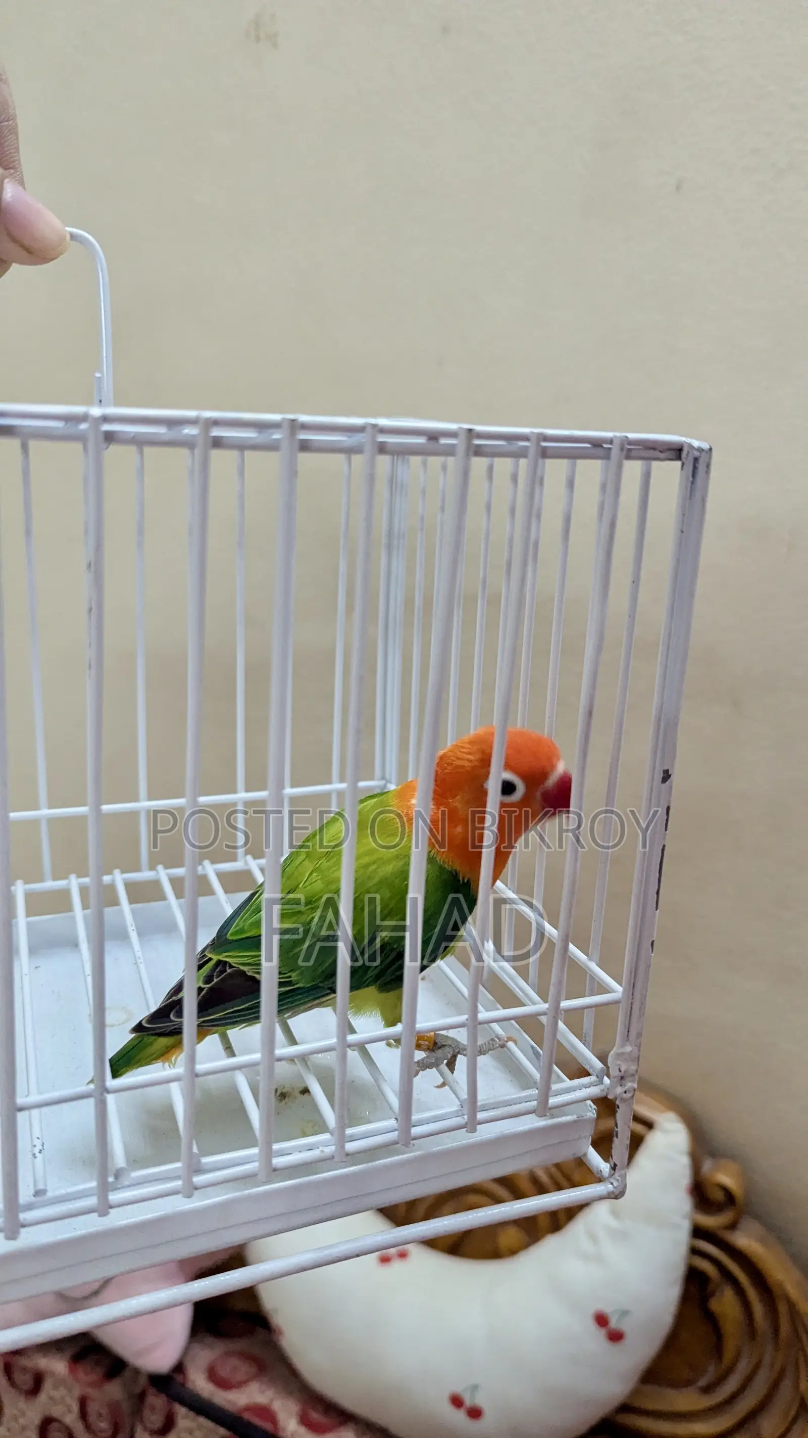 গ্রিন অপালাইন ফিমেল