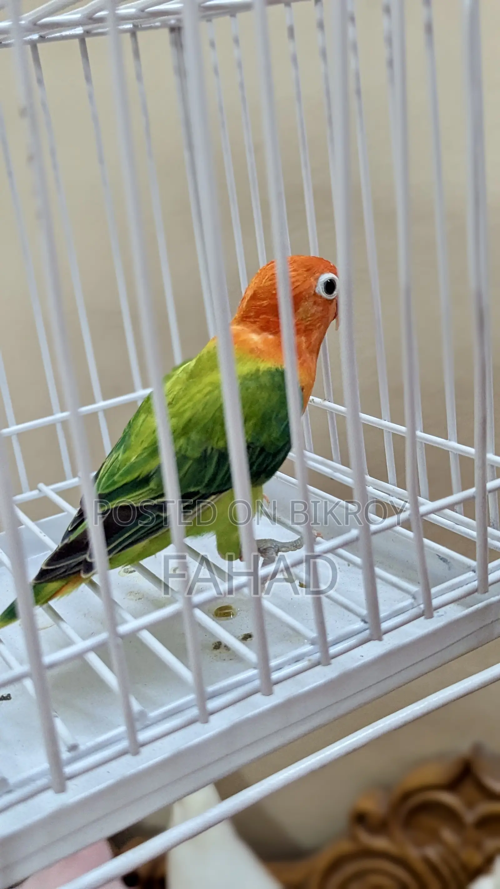 গ্রিন অপালাইন ফিমেল