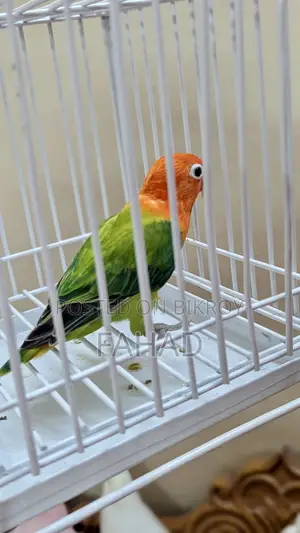 গ্রিন অপালাইন ফিমেল