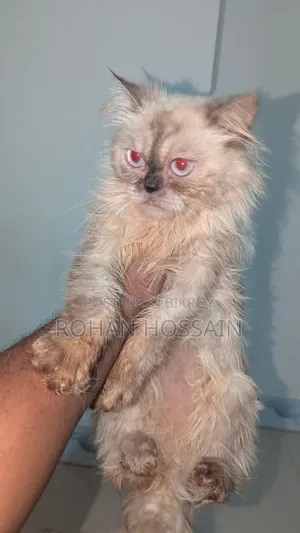 1+ year Female Purebred Persian