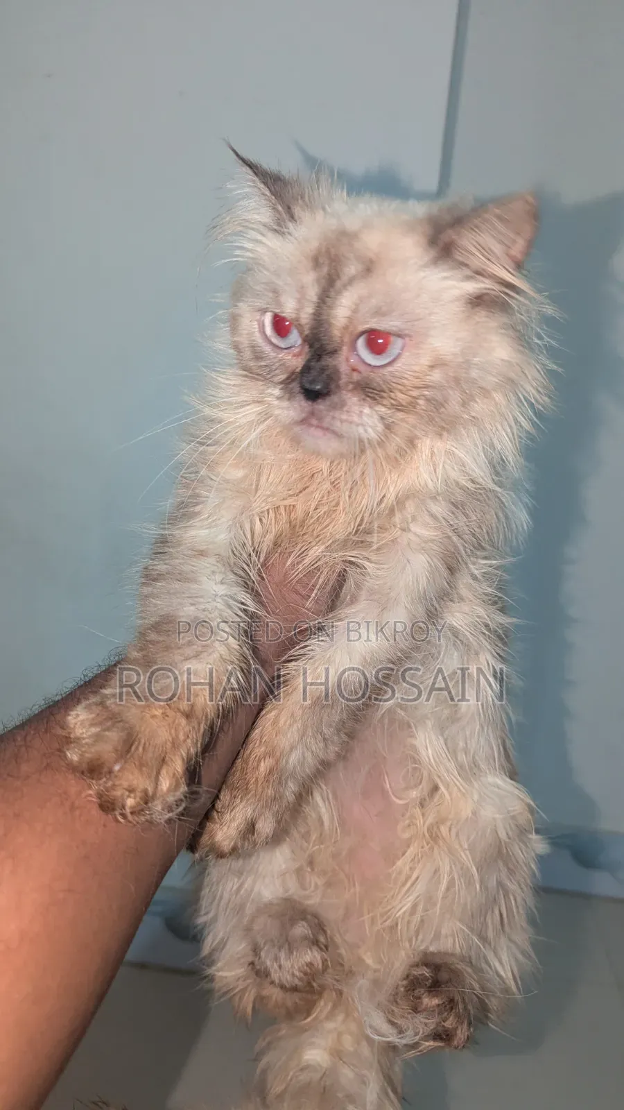 1+ year Female Purebred Persian