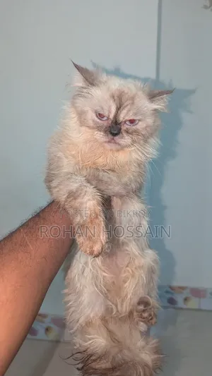 1+ year Female Purebred Persian