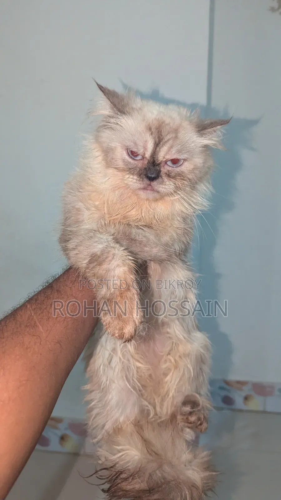 1+ year Female Purebred Persian