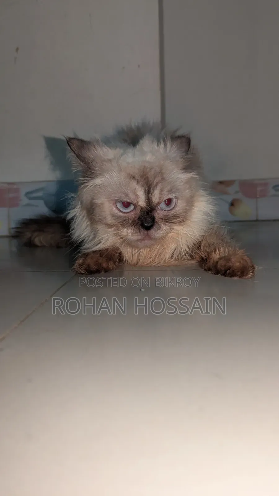 1+ year Female Purebred Persian