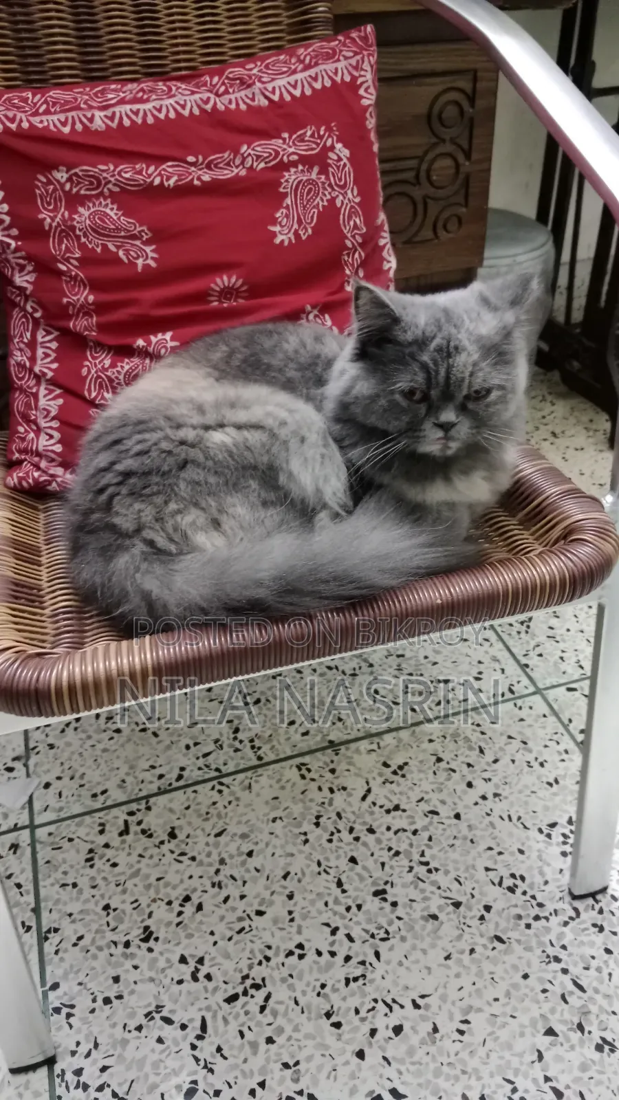 1+ year Female Purebred Persian Cat
