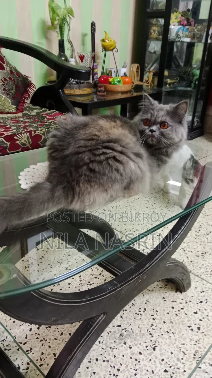 1+ year Female Purebred Persian Cat