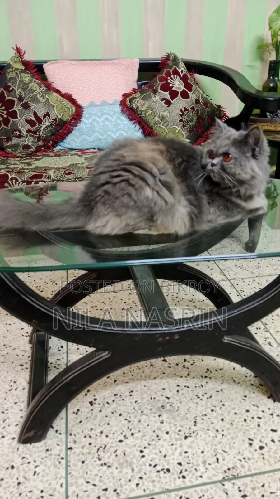 1+ year Female Purebred Persian Cat