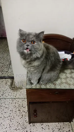 1+ year Female Purebred Persian Cat