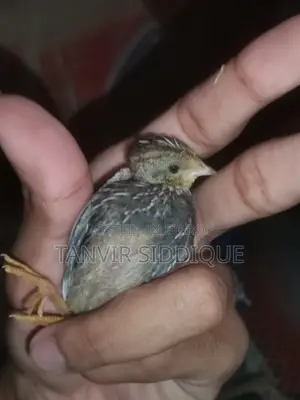 King Quail Baby