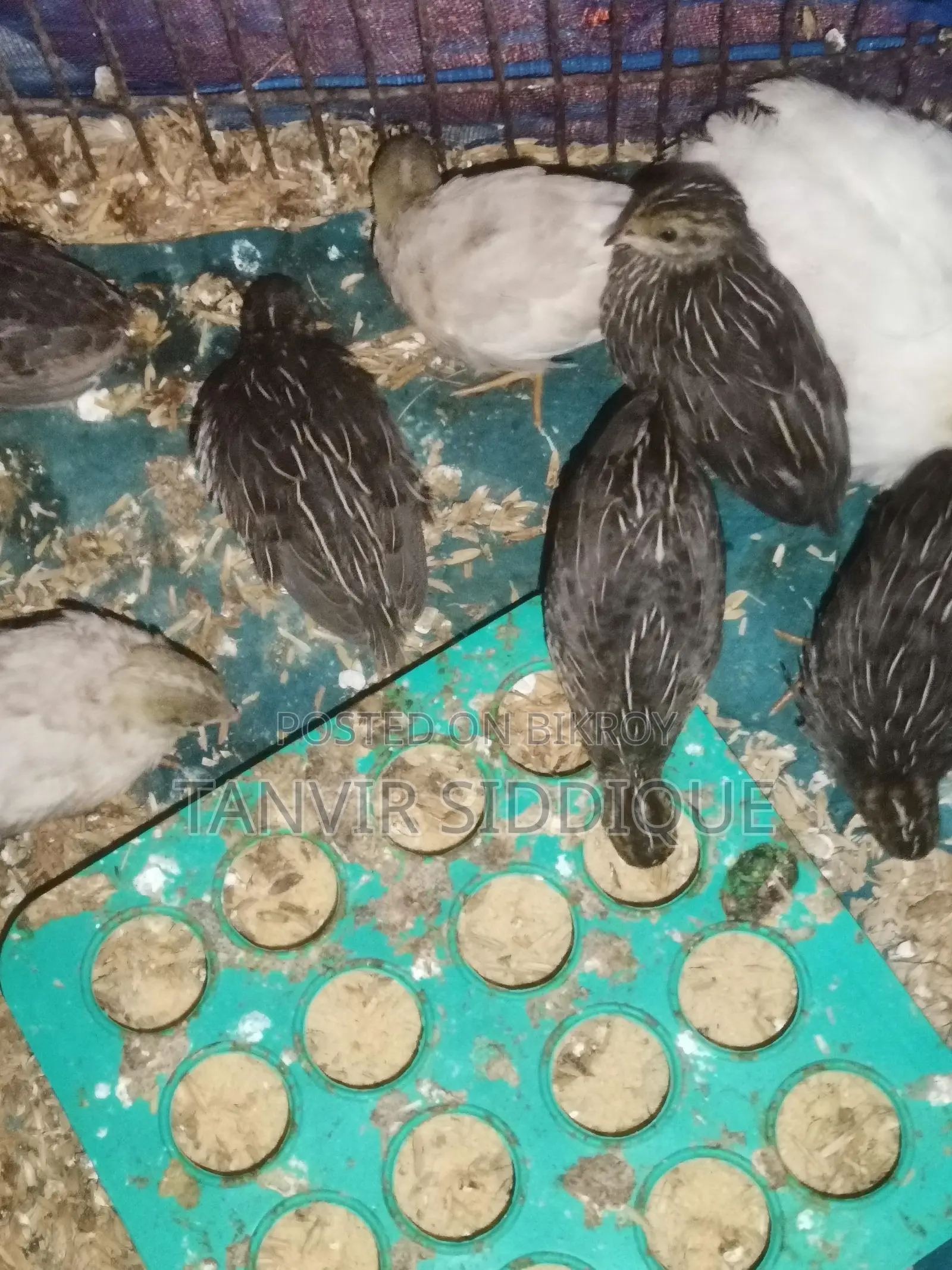 King Quail Baby